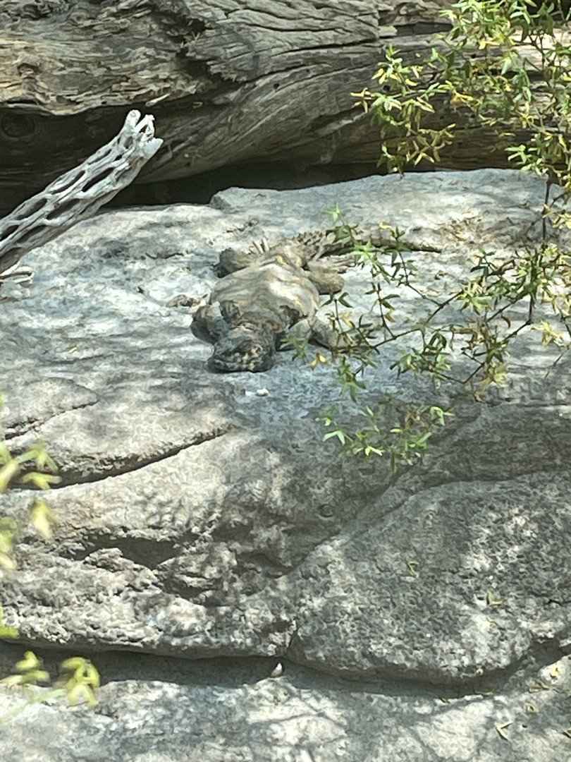 Gorongosa Girdled Lizard?