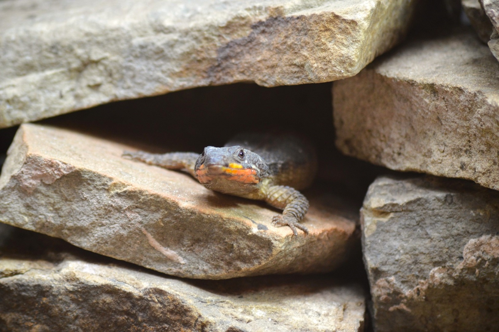 Gorongosa girdled lizard