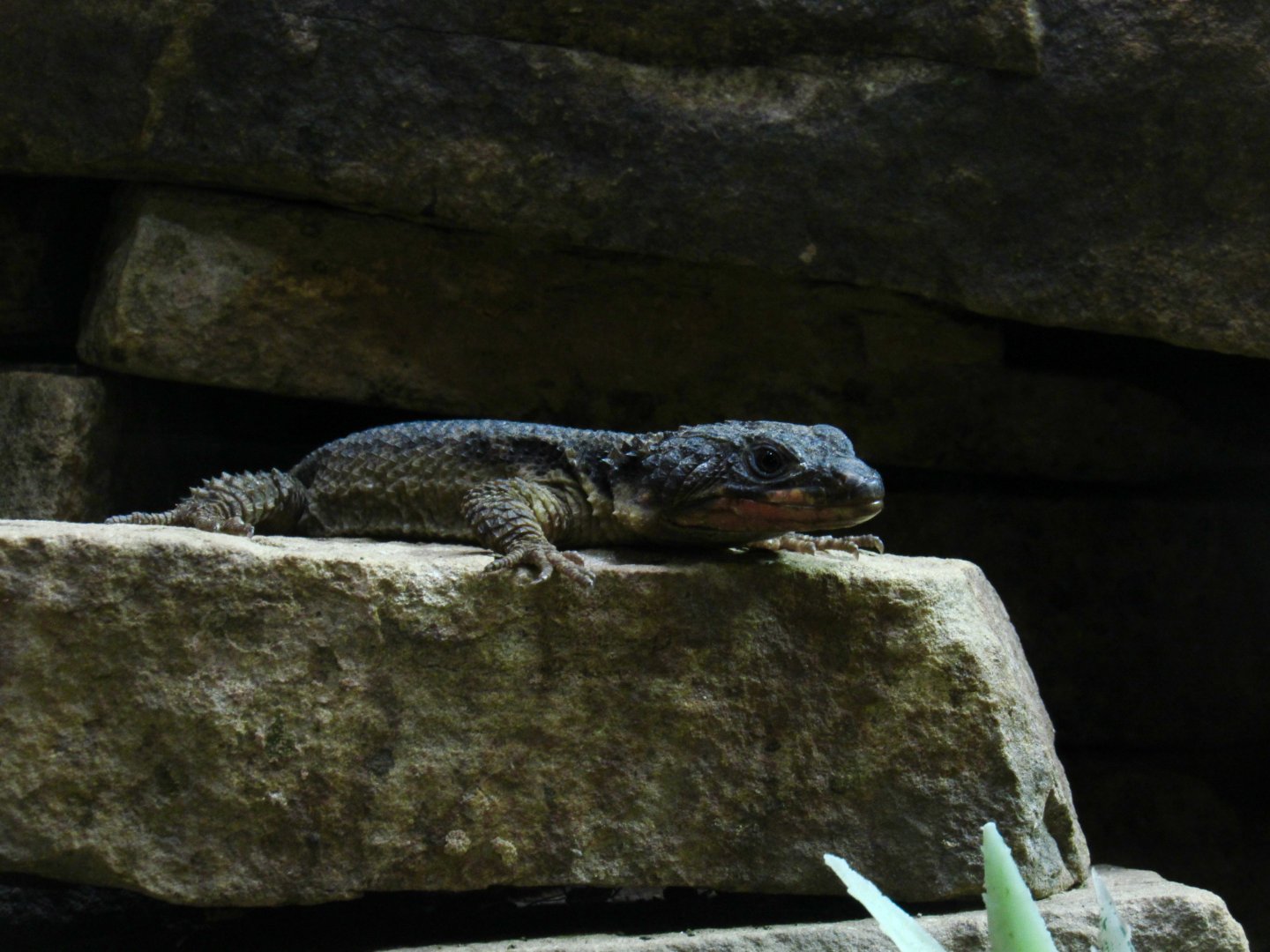 Gorongosa girdled lizard