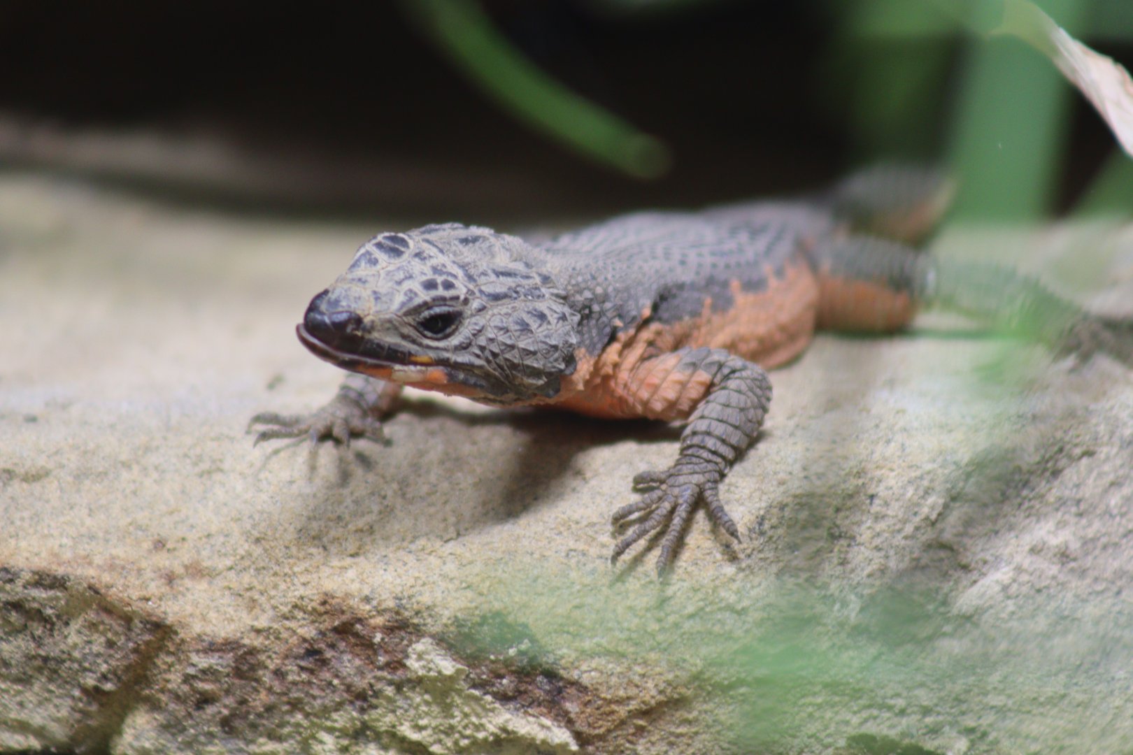 Gorongosa Girdled Lizard