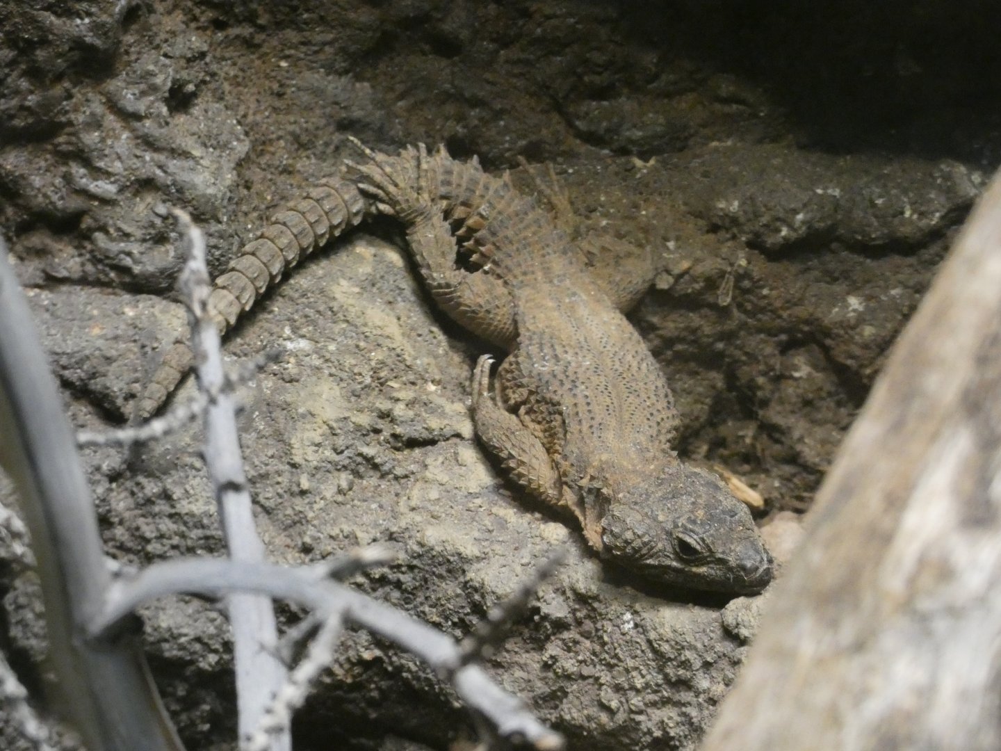 Gorongosa girdled lizard
