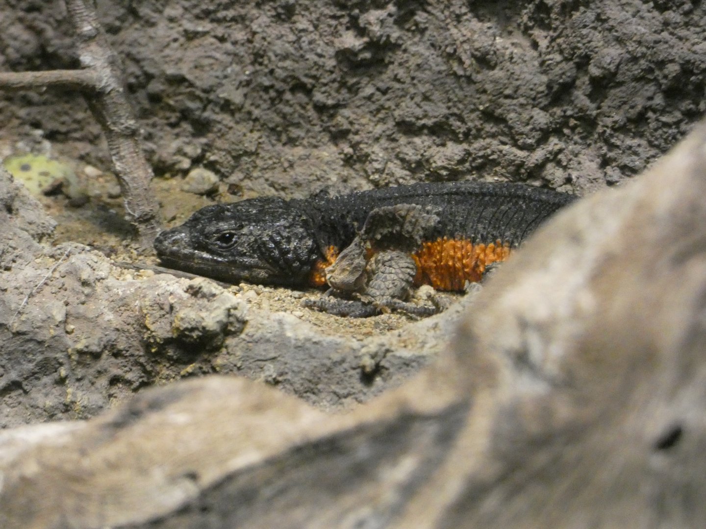 Gorongosa girdled lizard