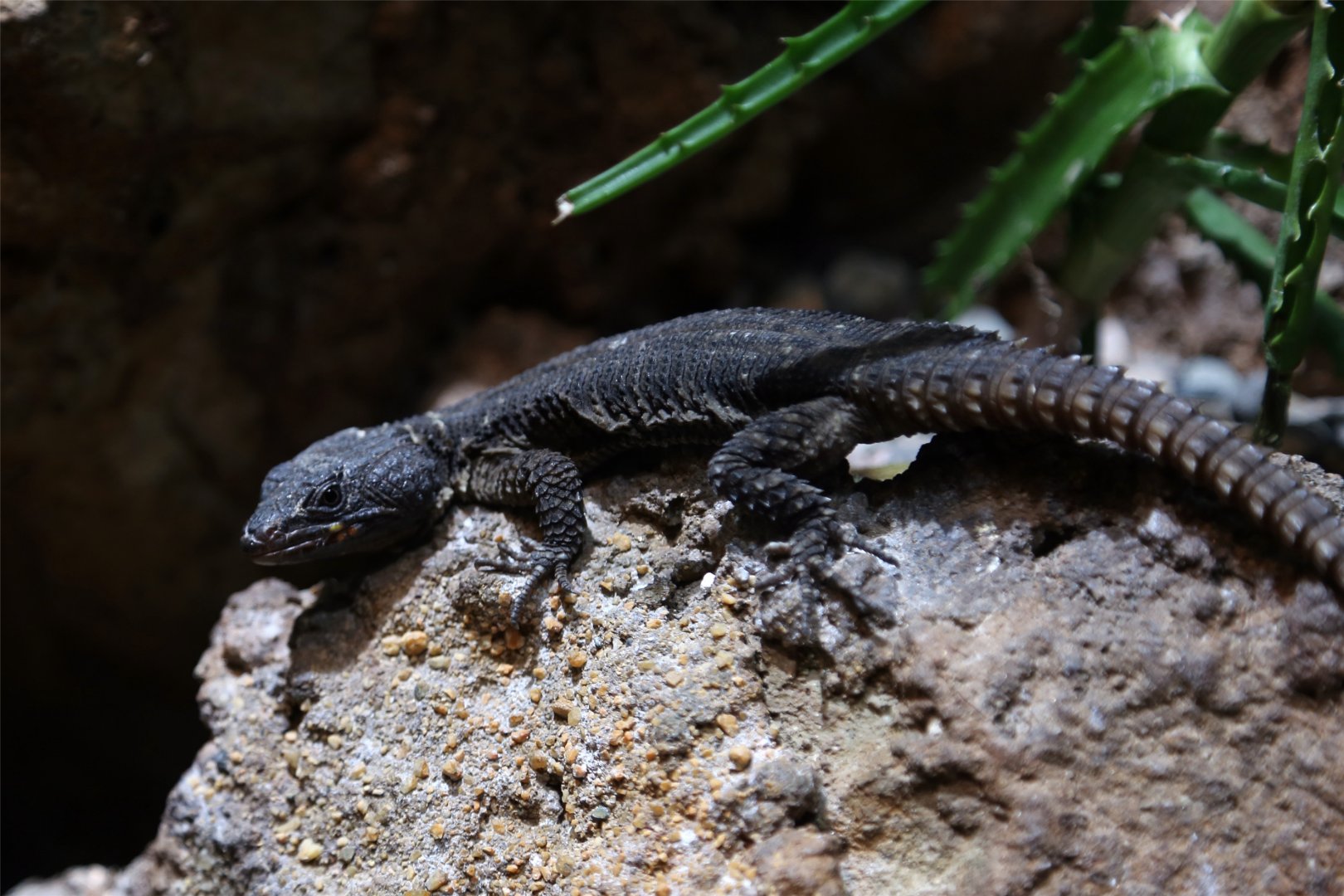 Gorongosa Girdled Lizard