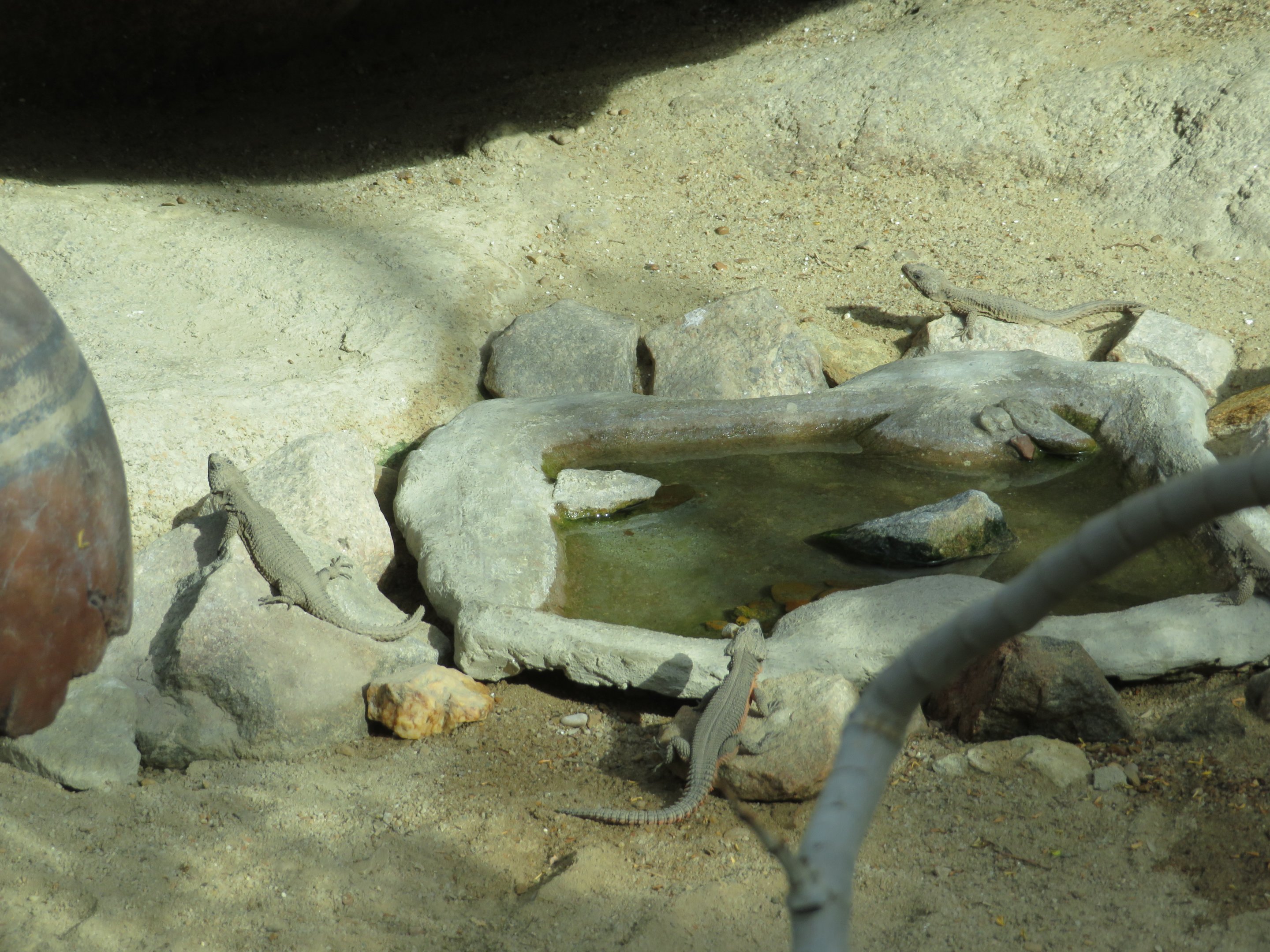 Gorongosa Girdled Lizards