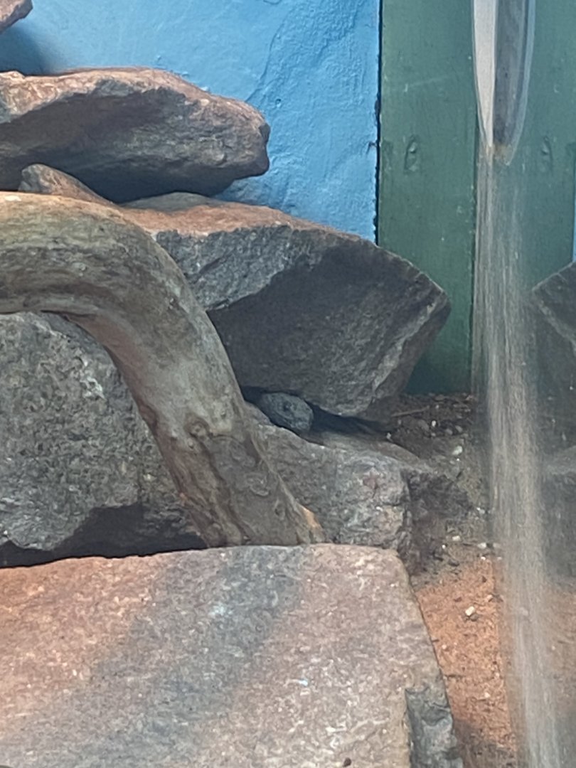 Gorongosa/Mozambique girdled lizard 040324