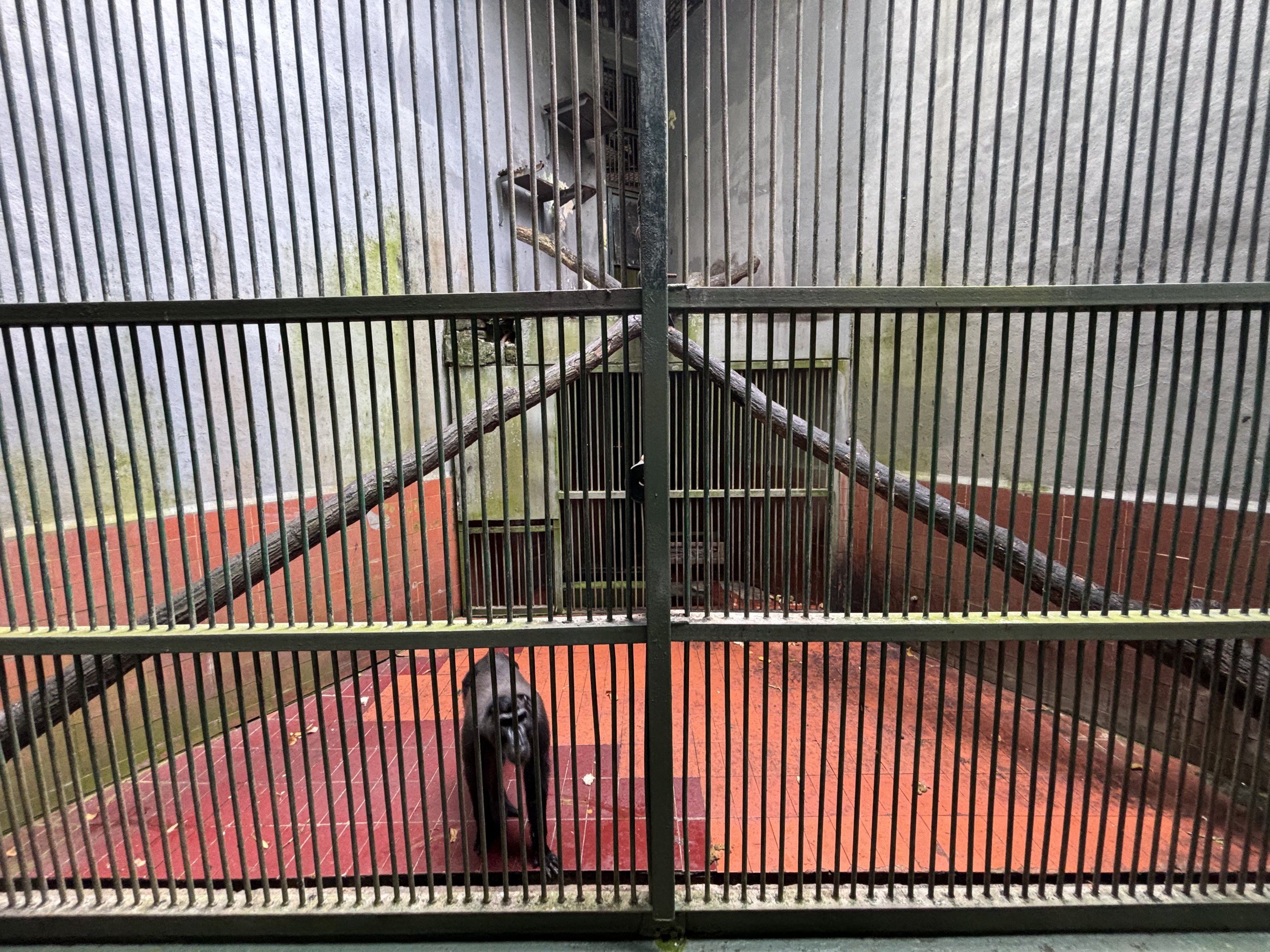 Gorontalo Macaque Exhibit