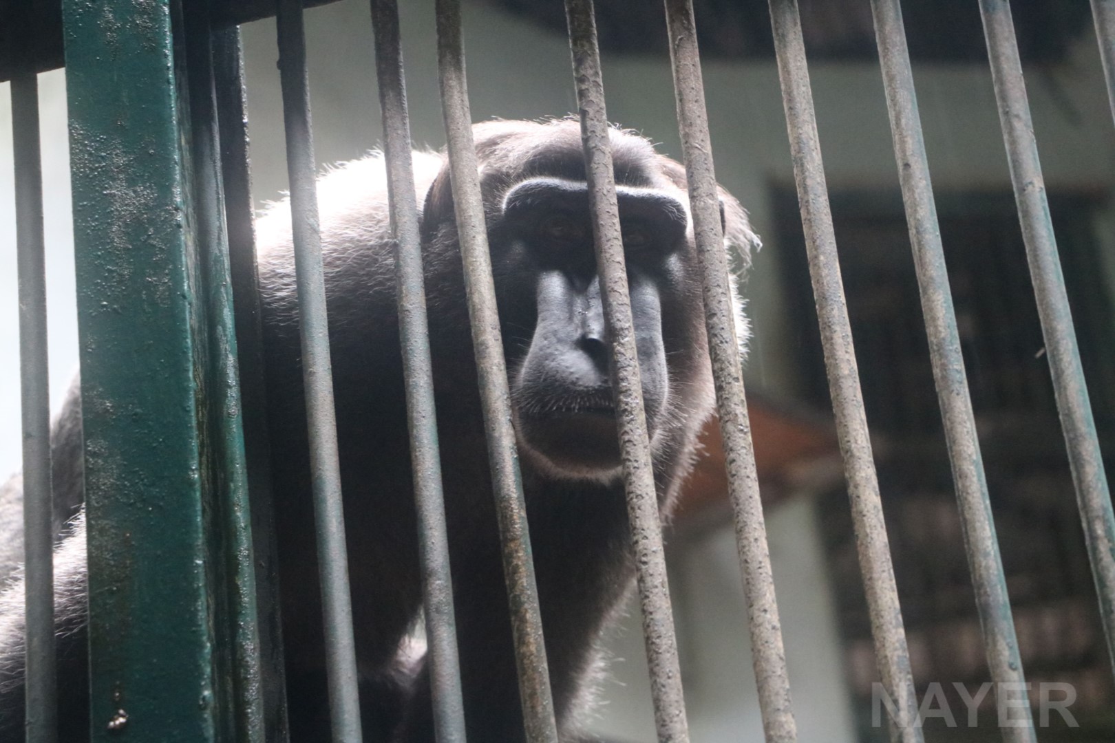 Gorontalo Macaque, June 2016