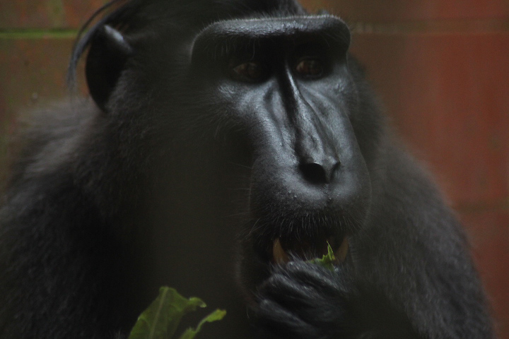 Gorontalo macaque (Macaca nigrescens)