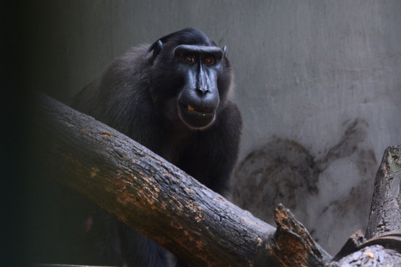 Gorontalo macaque (Macaca nigrescens)