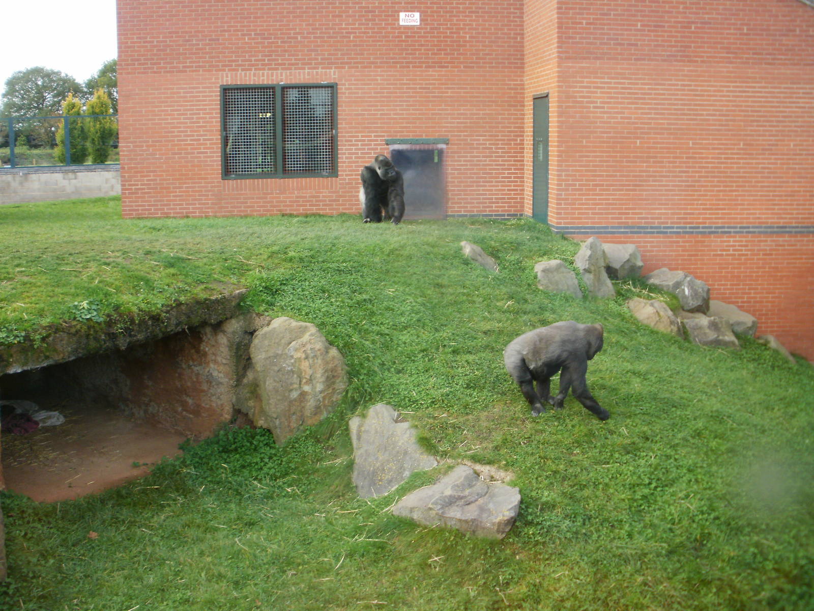 Gorrilas (Scatter Feed) - 28.10.2010