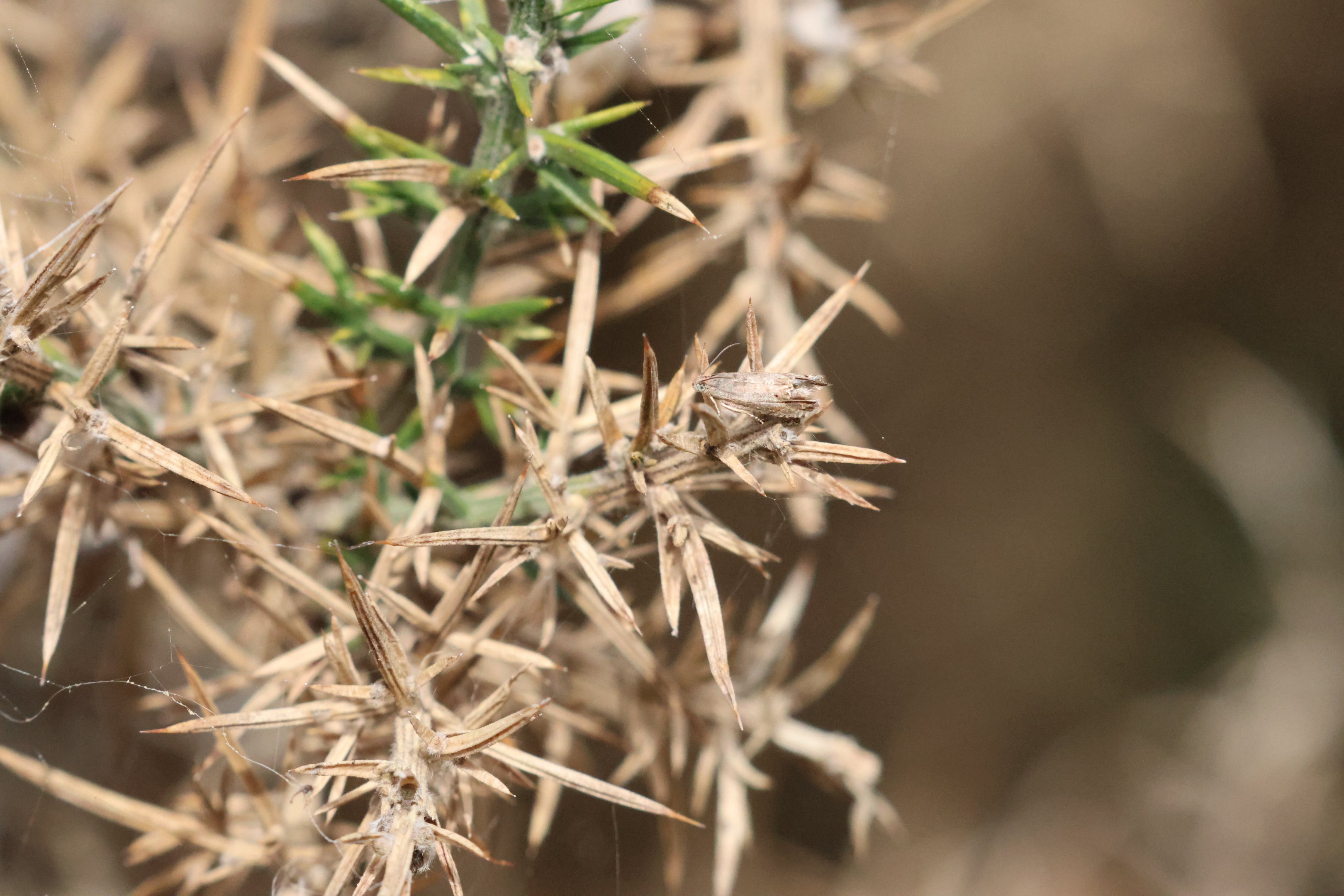 Gorse Pod Moth (Cydia succedana), Pencarrow Coast Road (Lower Hutt, Wellington)