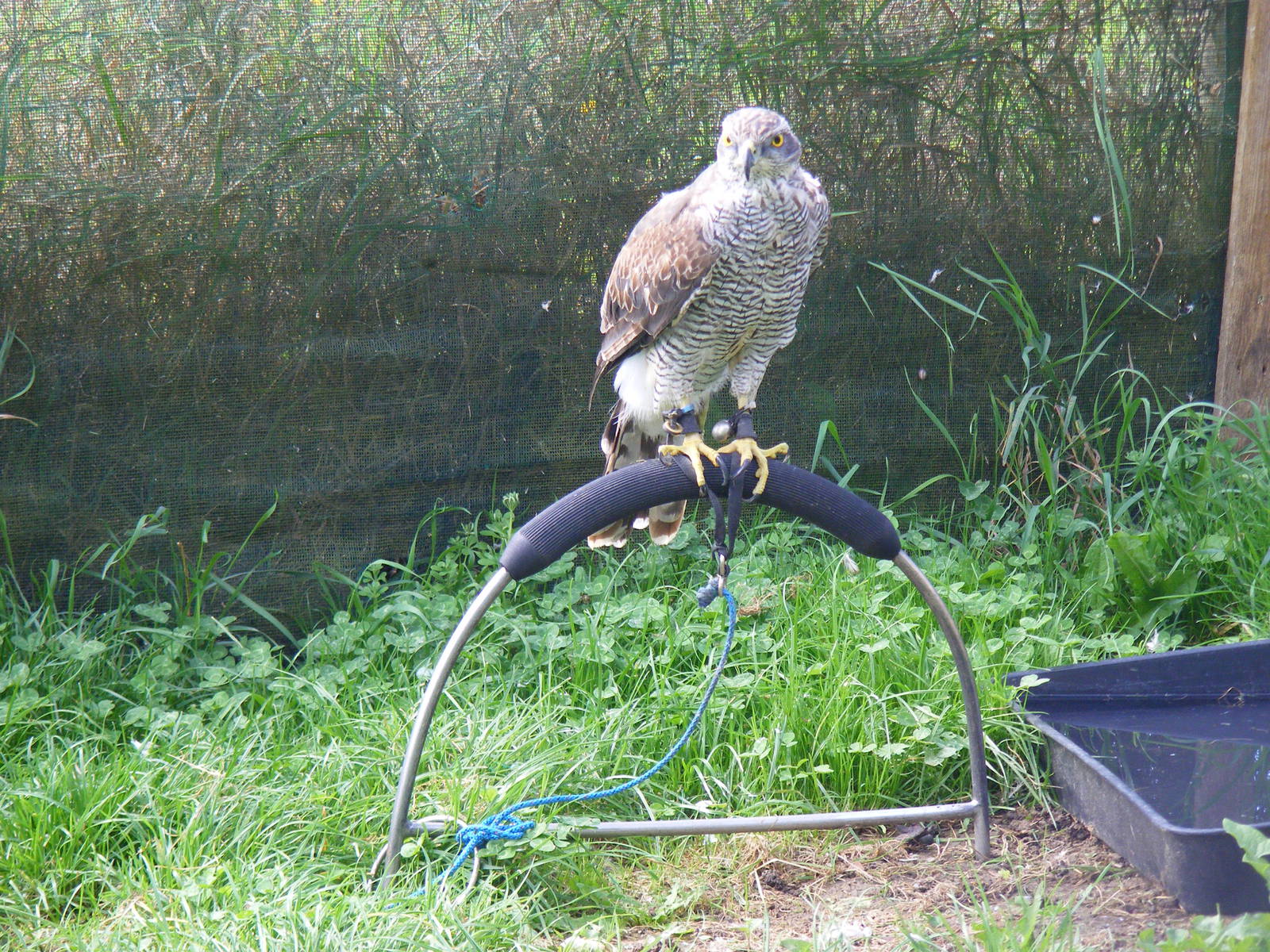 Goshawk at Eagle Heights, 10 September 2011