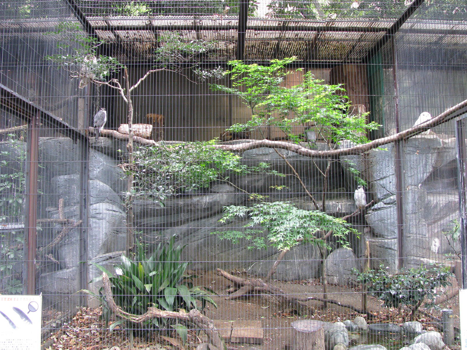 Goshawk aviary