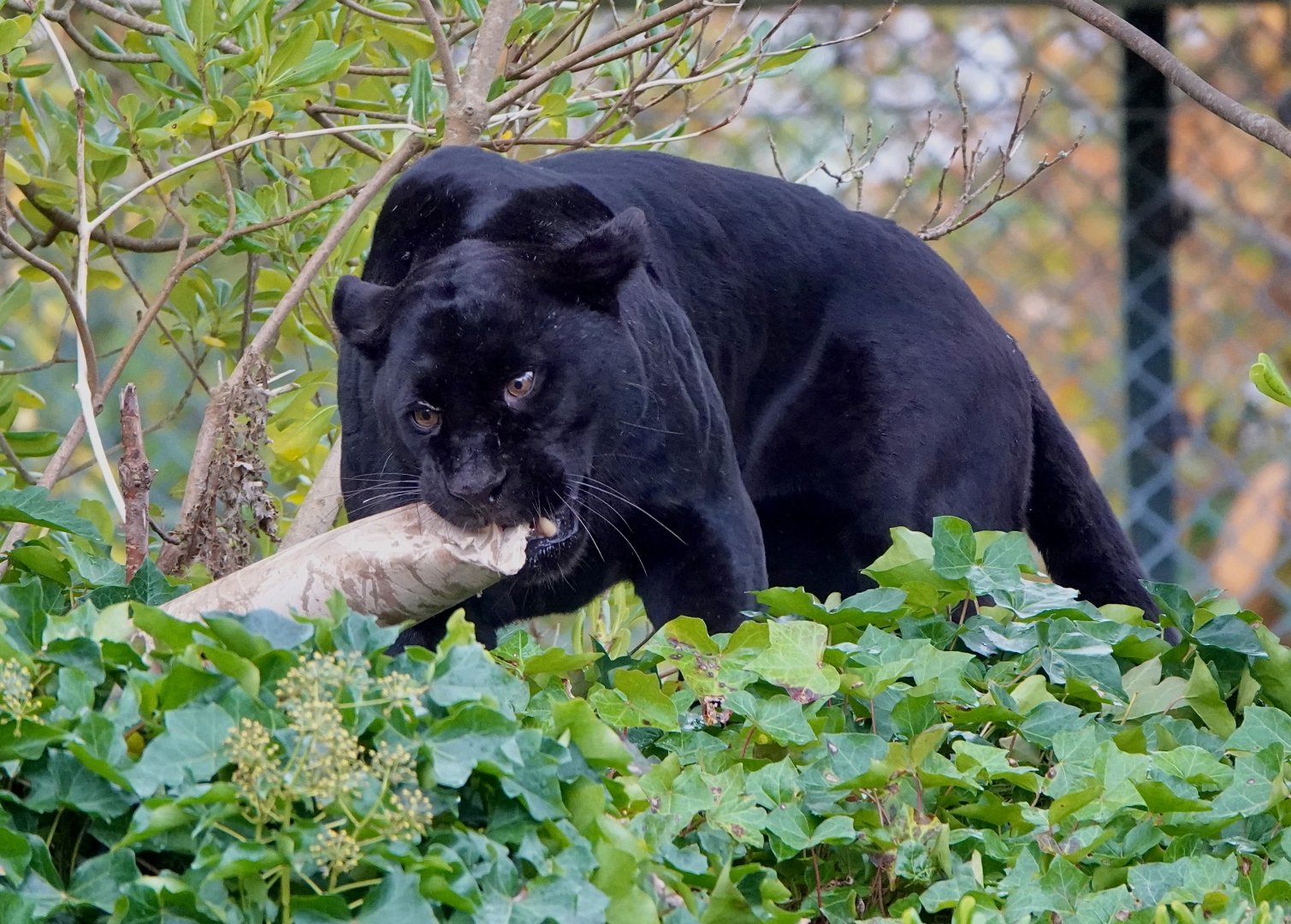 Goshi - Female Jaguar