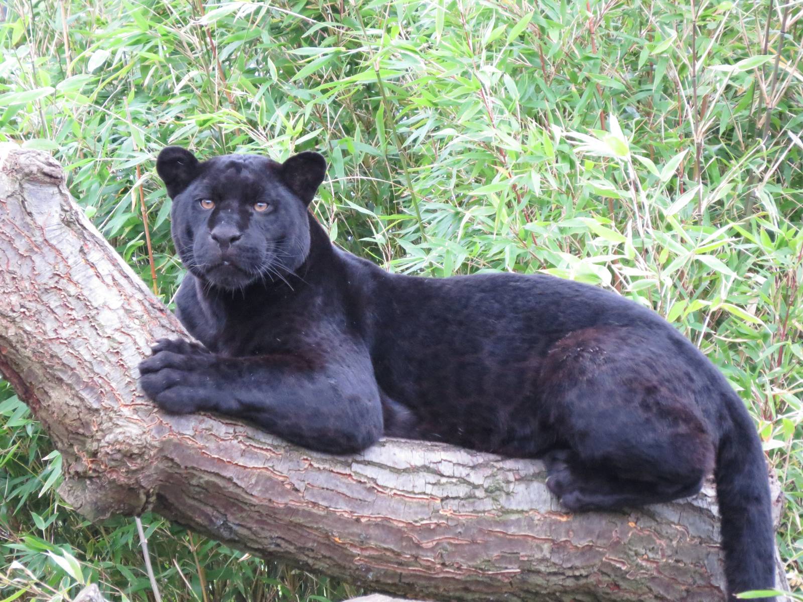 goshi the black jaguar
