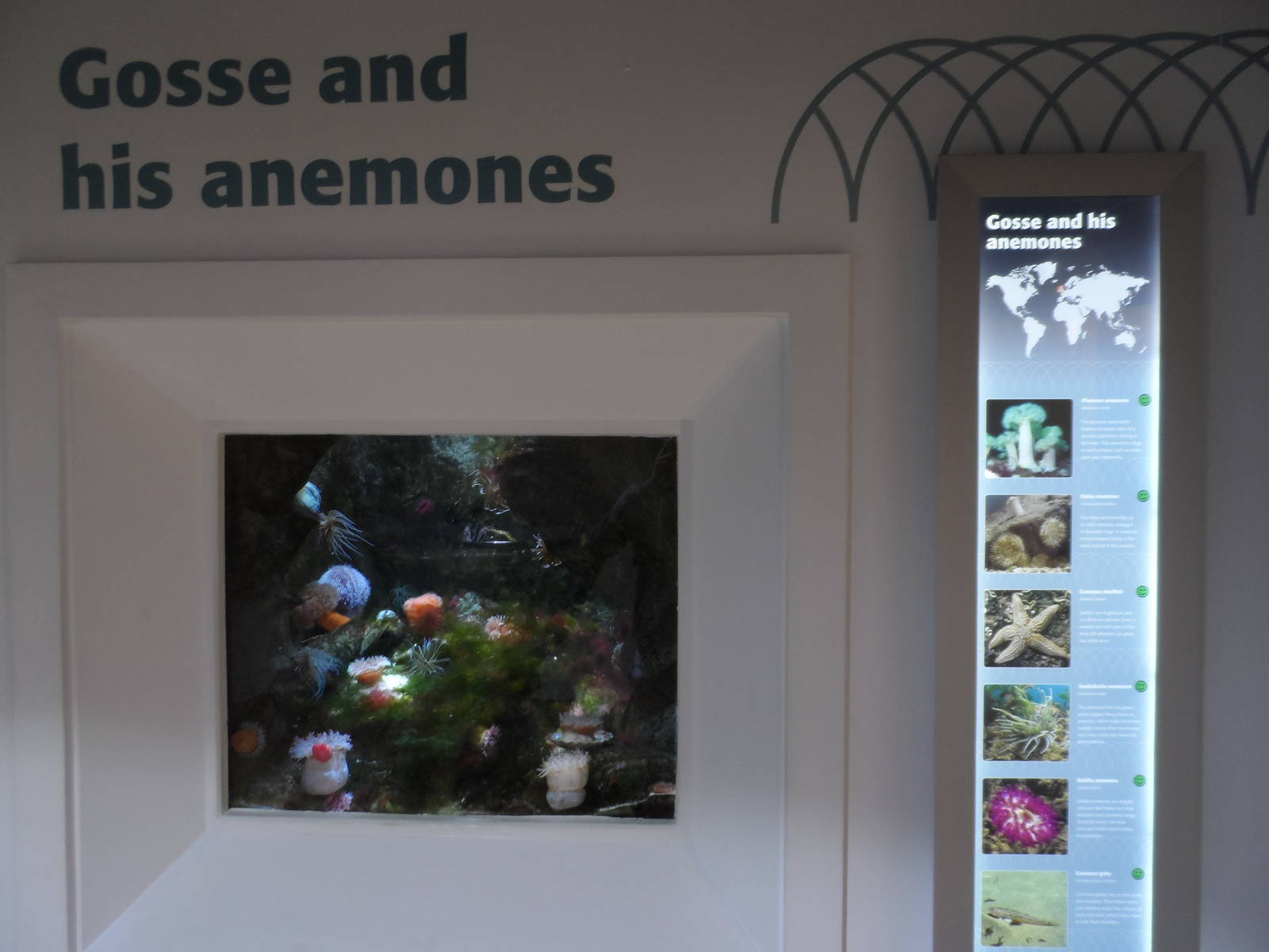 Gosse and His Anemones