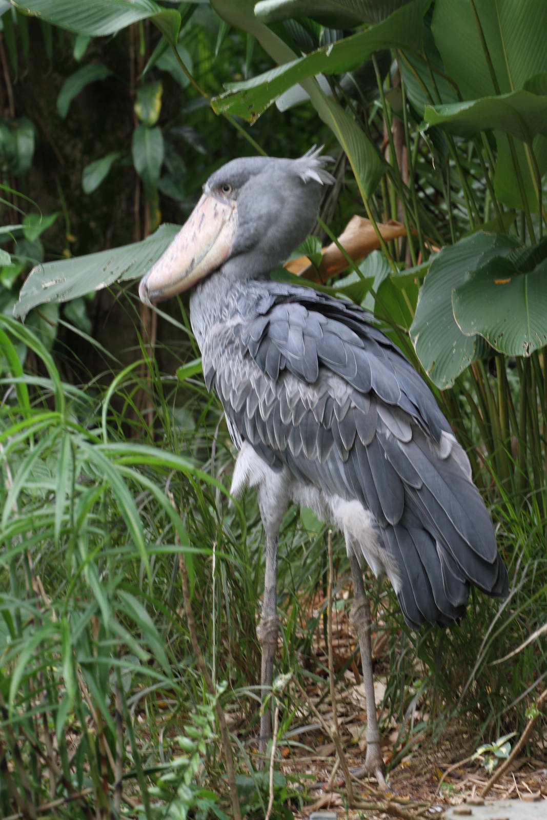 Got to be one of the worlds strangest looking birds