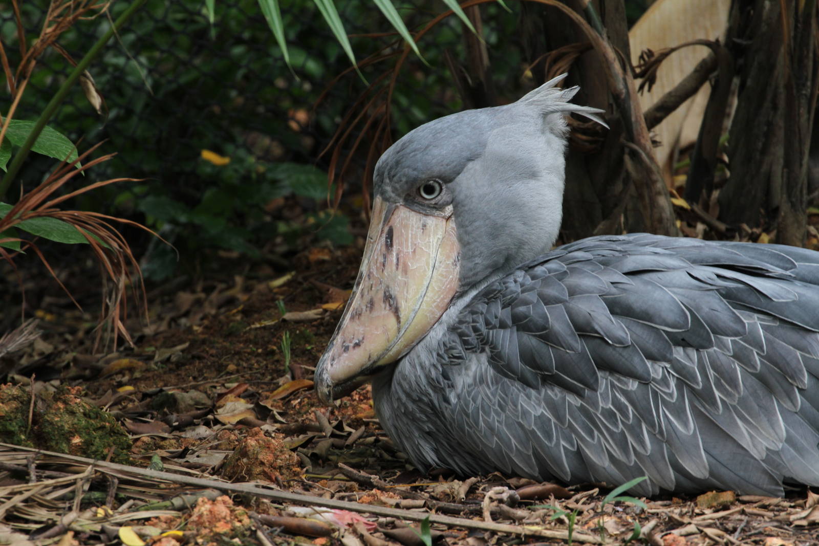 Got to be one of the worlds strangest looking birds