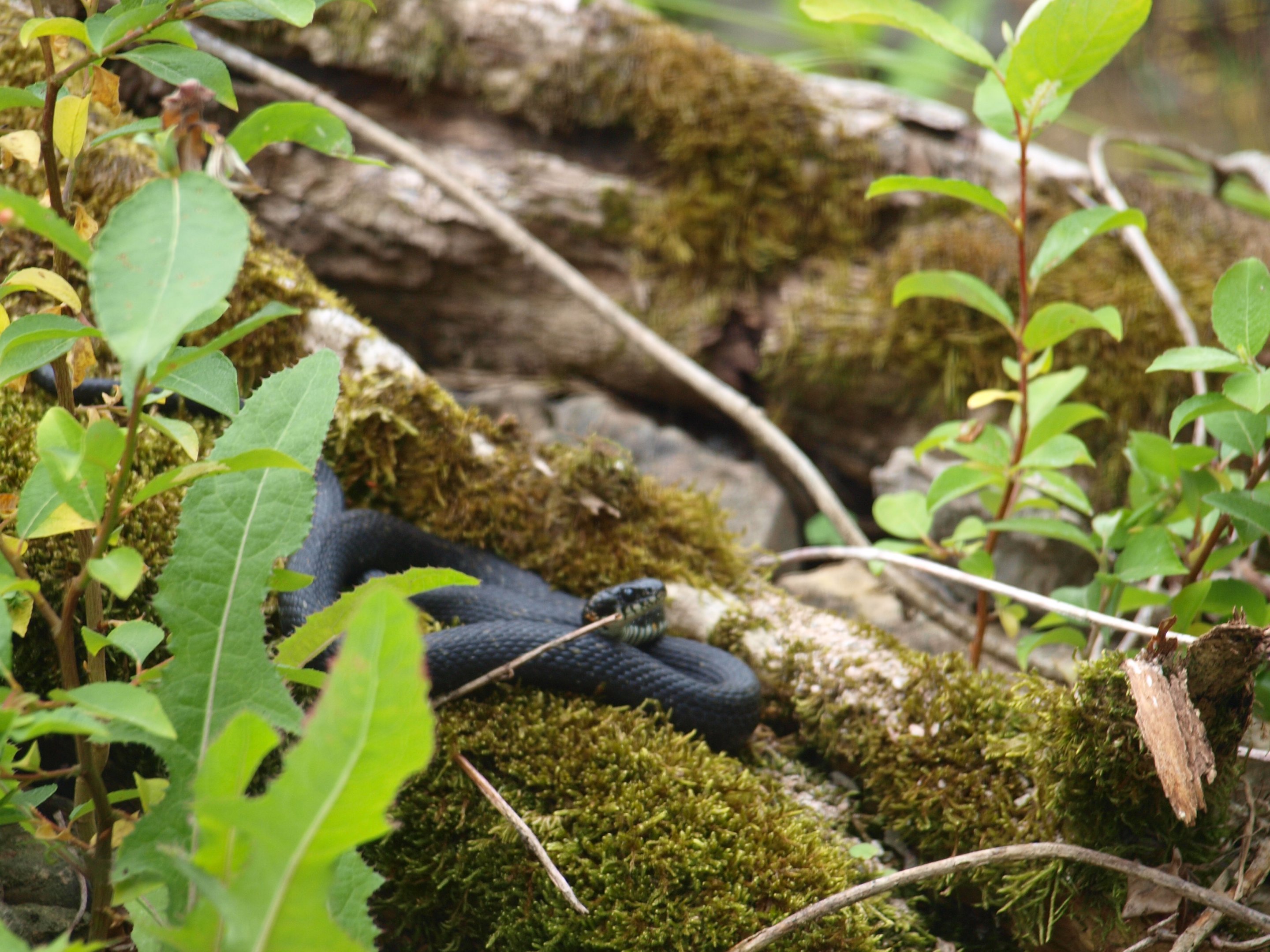 Gotland grass snake 2011