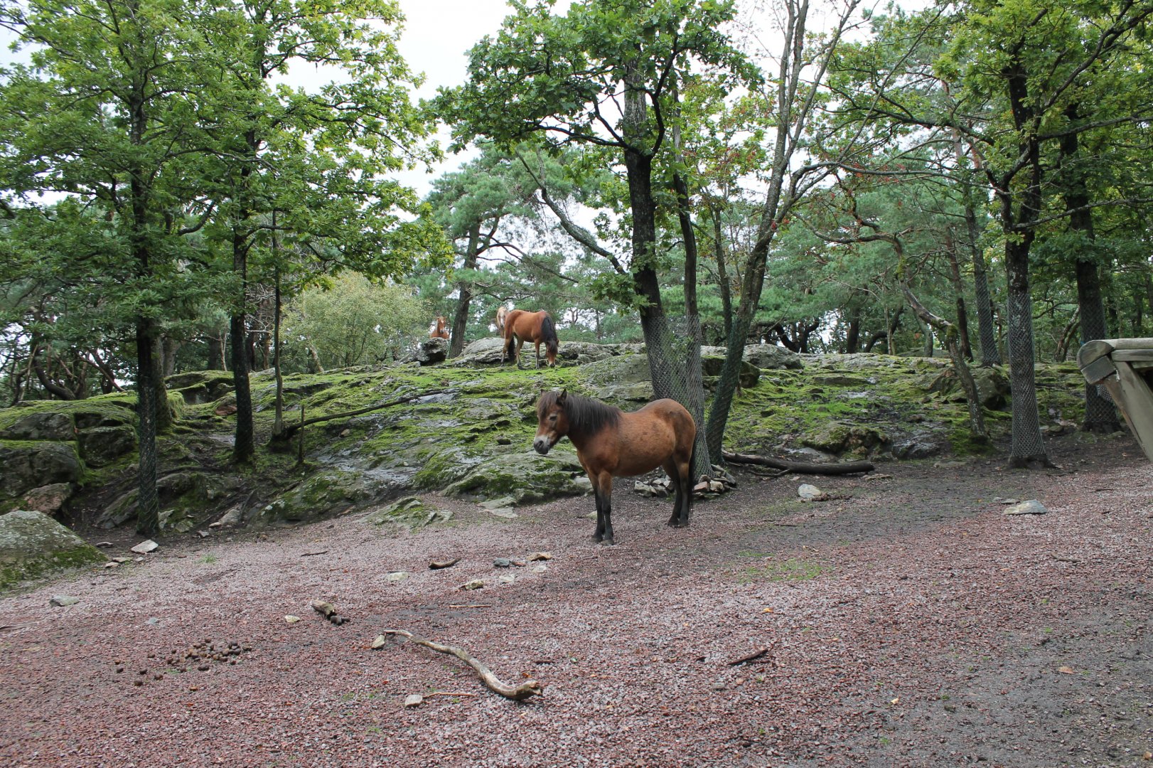 Gotland Ponies