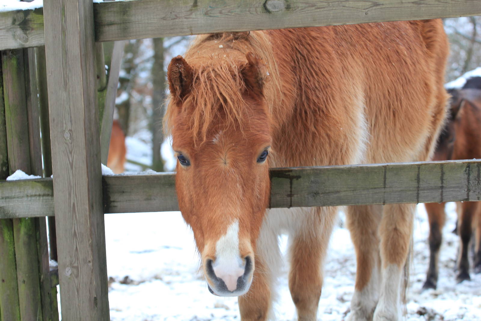 Gotland pony
