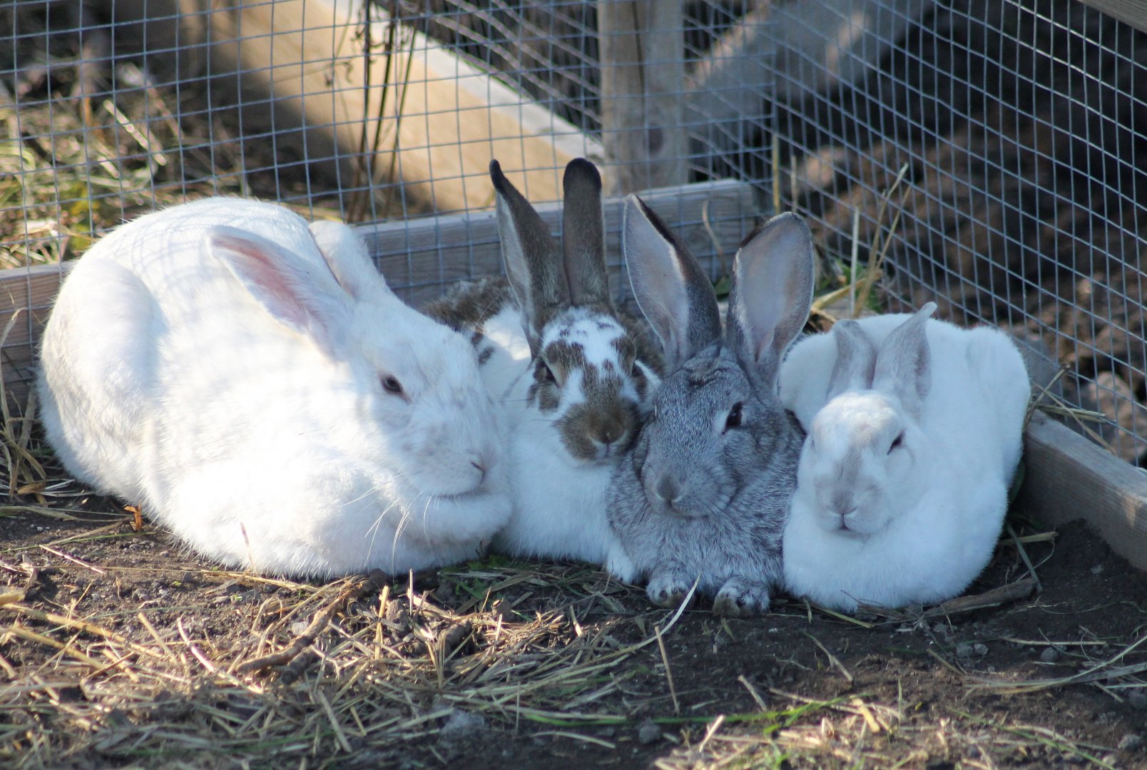 Gotland Rabbits (Swedish breed)