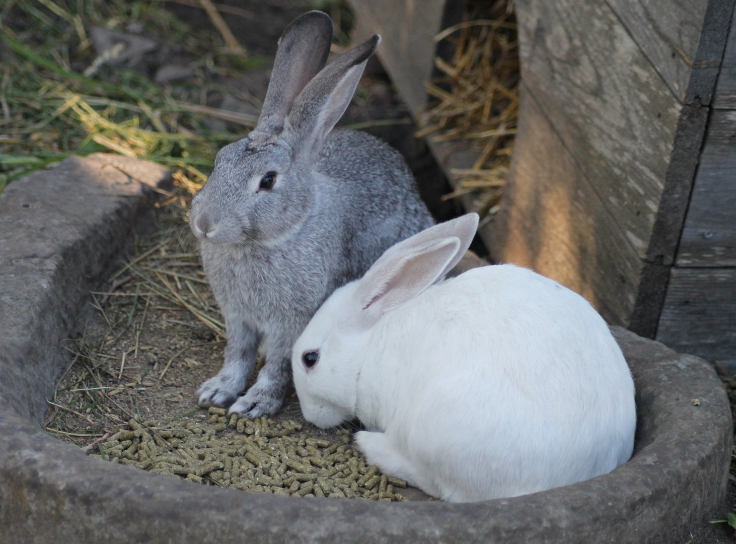 Gotland Rabbits (Swedish breed)