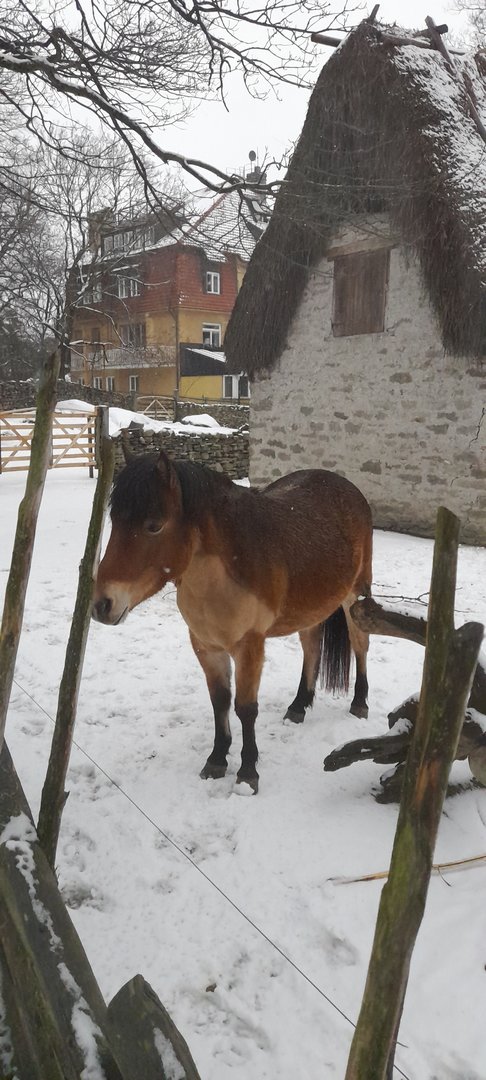 Gotland russ (Equus ferus caballus)×