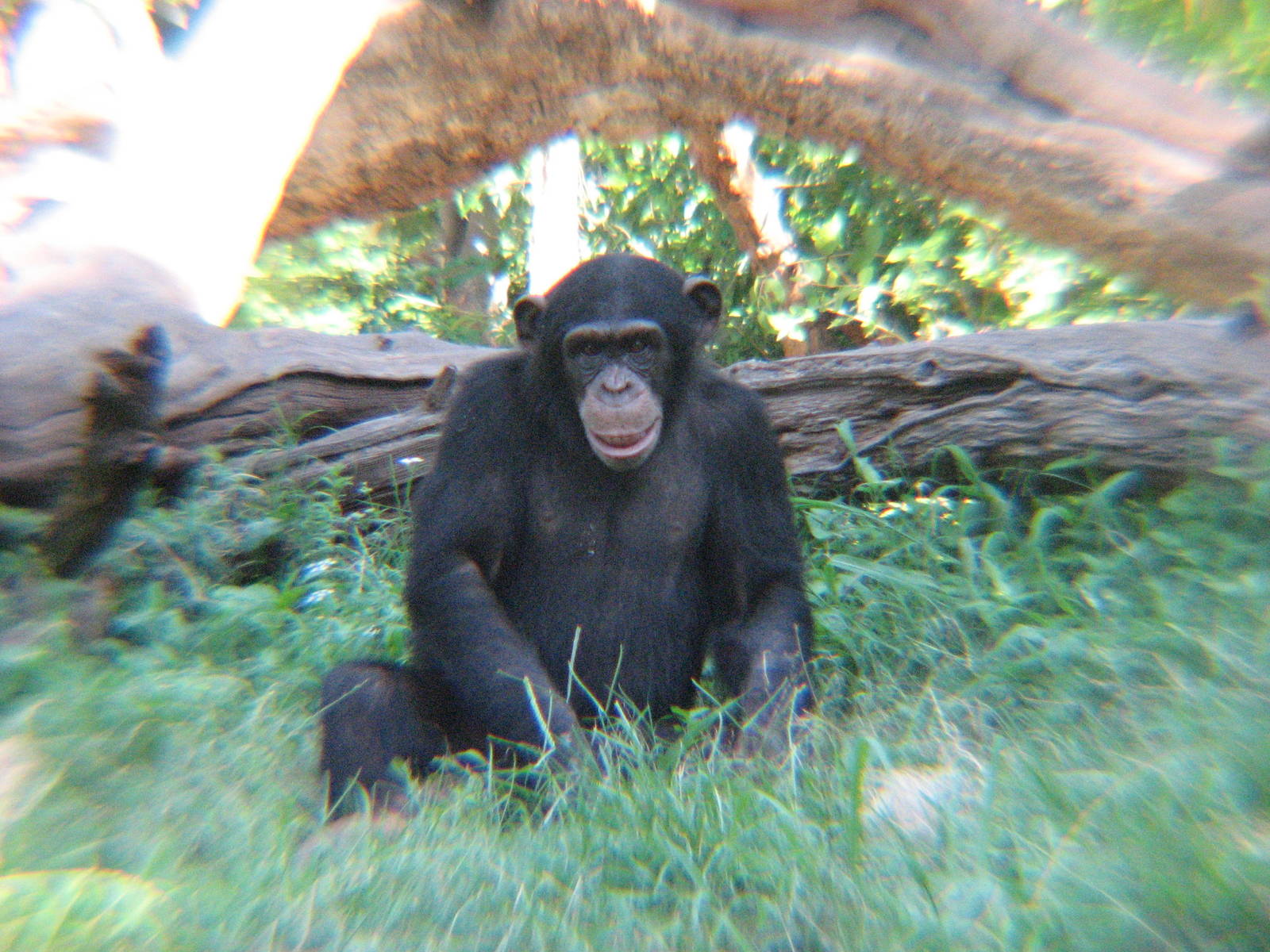 Gotta love the Chimps