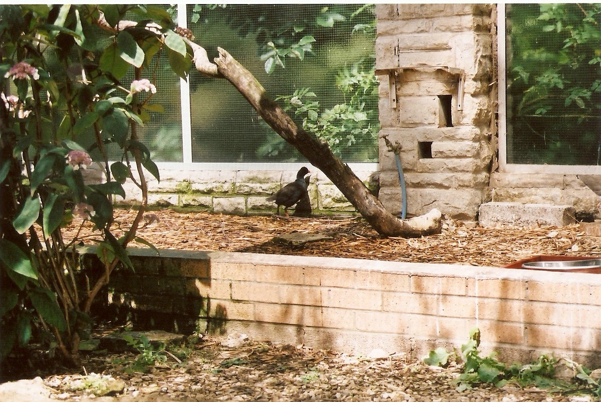 Gough Island Moorhen at Bristol 17/07/2004