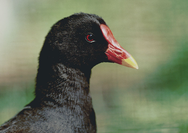 Gough Island moorhen