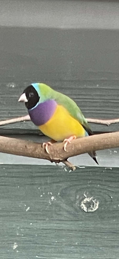 Gouldian finch 081023