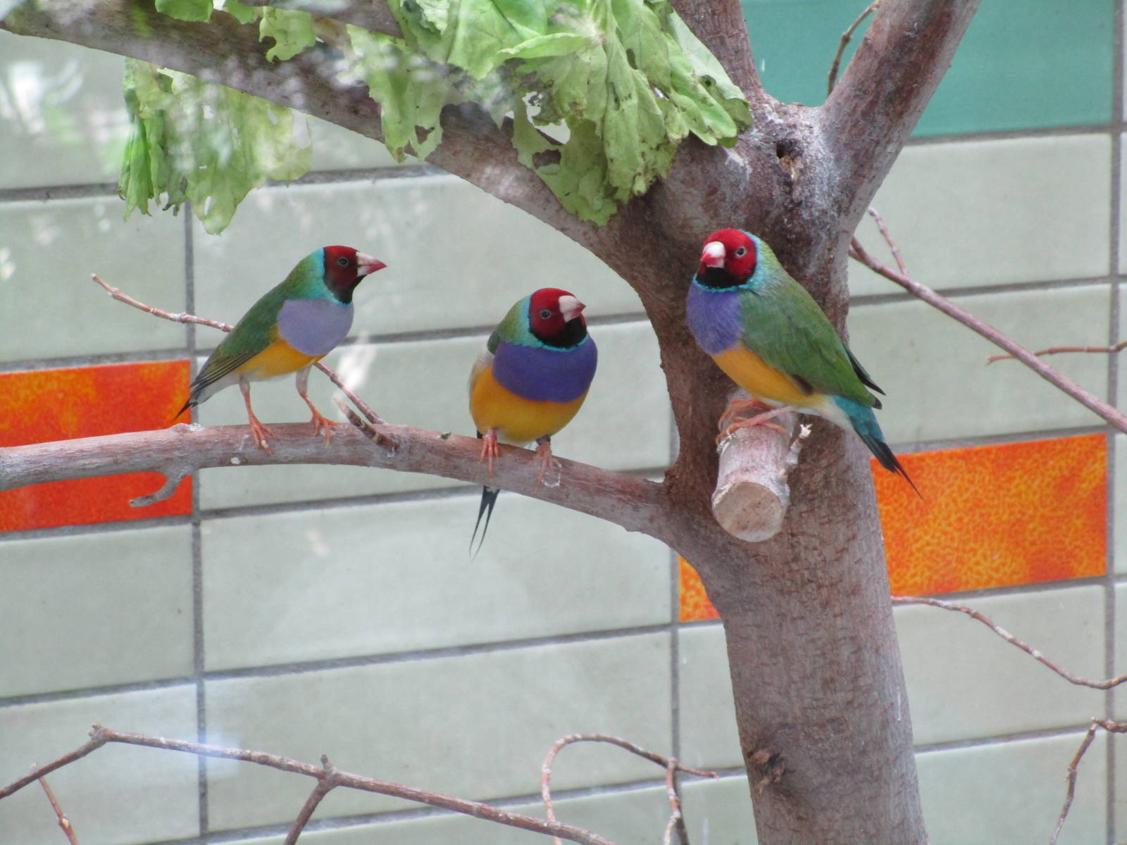 Gouldian Finch - 6/7/15