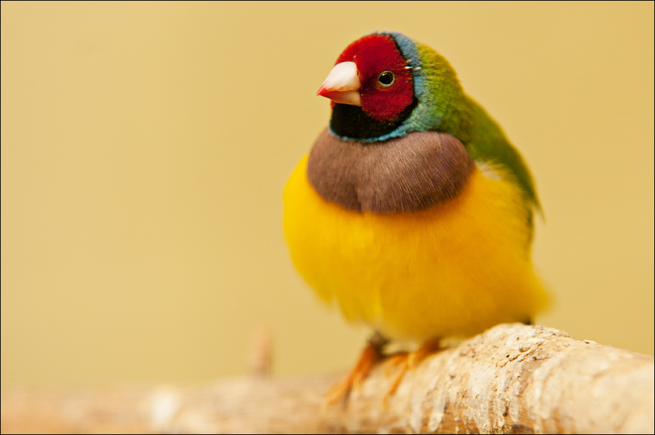 Gouldian finch at Burgers Zoo