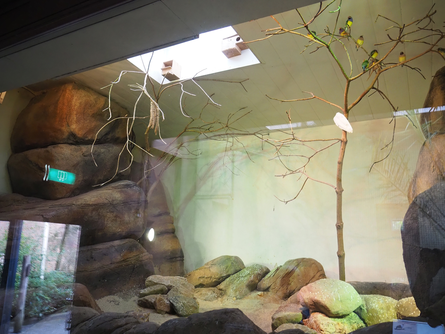 Gouldian finch aviary, 2023-10-07