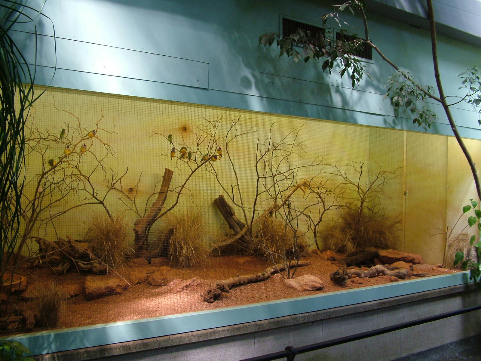 Gouldian Finch aviary at Basel Zoo 30/08/09