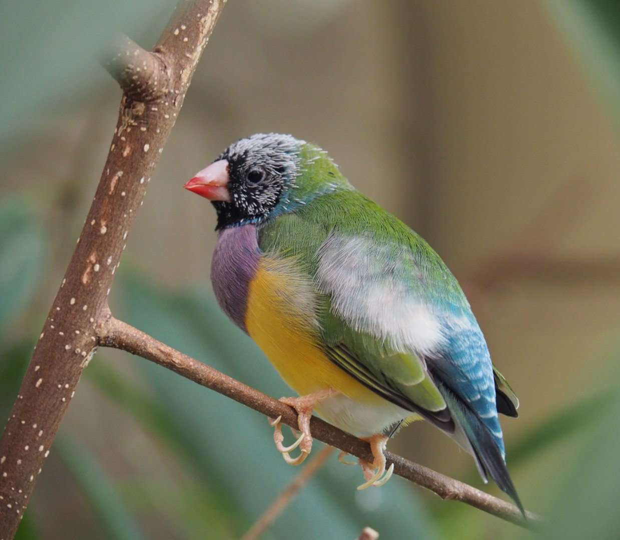 Gouldian finch (Chloebia gouldiae), 2020-06-28
