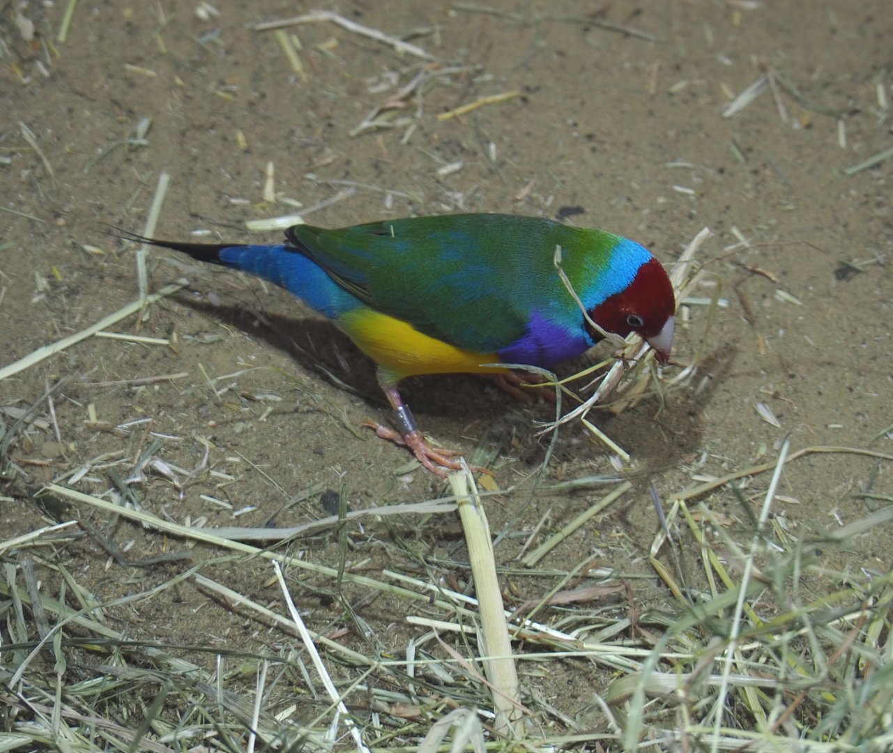 Gouldian finch (Chloebia gouldiae), 2020-09-20