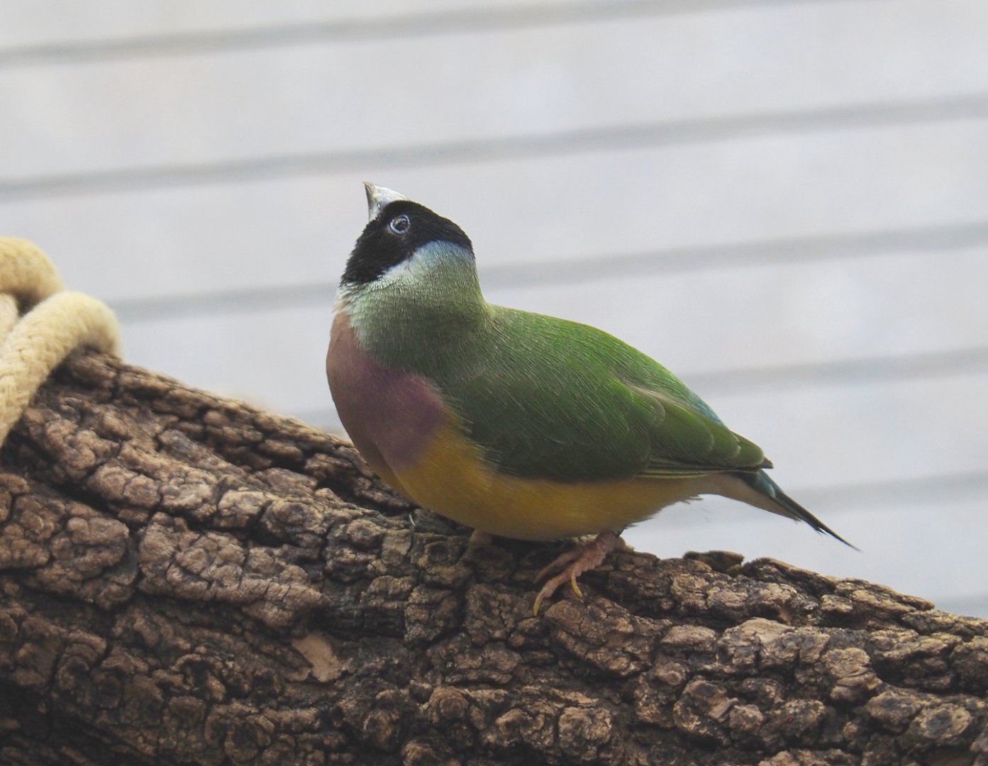 Gouldian finch (Chloebia gouldiae), 2020-09-20