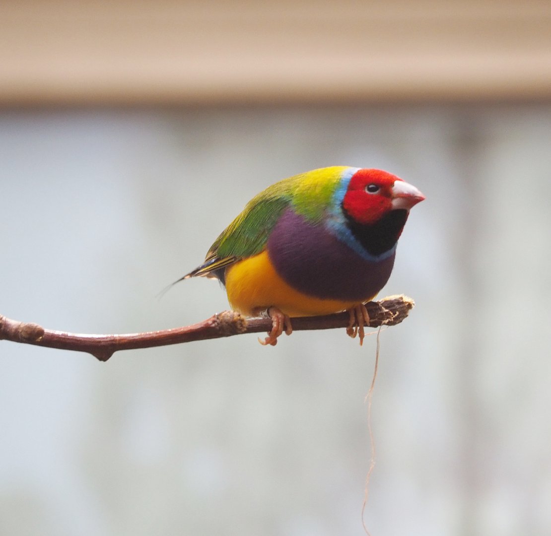 Gouldian finch (Chloebia gouldiae), 2022-05-26