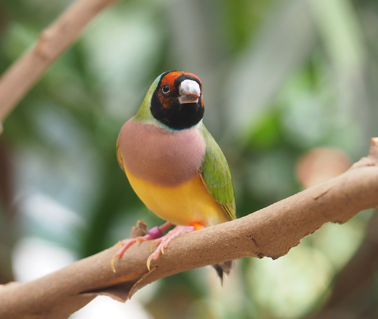 Gouldian finch (Chloebia gouldiae), 2022-08-16