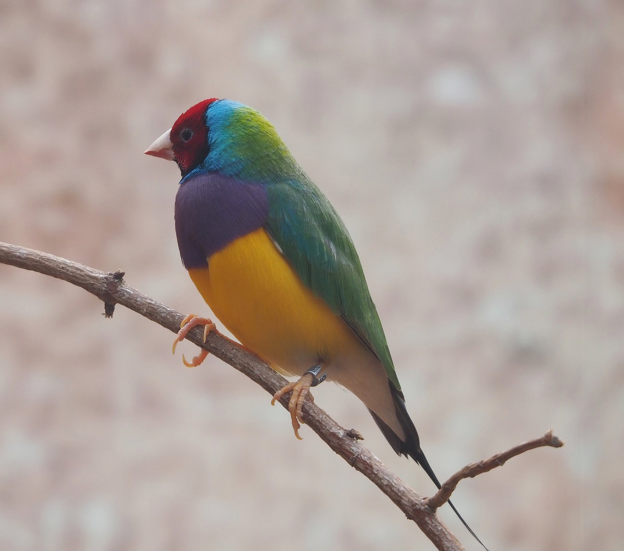 Gouldian finch (Chloebia gouldiae), 2022-08-28