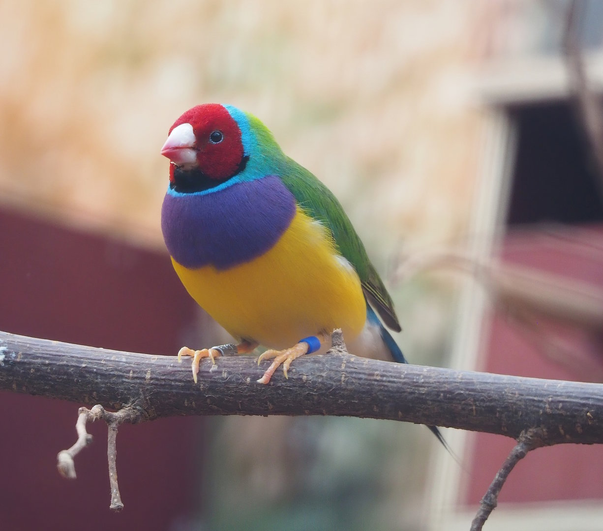 Gouldian finch (Chloebia gouldiae), 2022-08-28