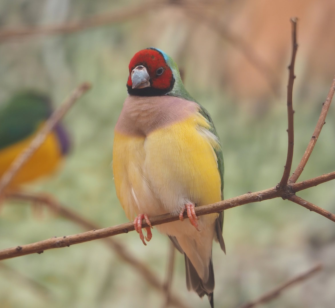 Gouldian finch (Chloebia gouldiae), 2022-08-28
