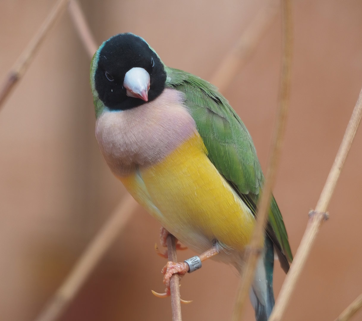 Gouldian finch (Chloebia gouldiae), 2022-08-28
