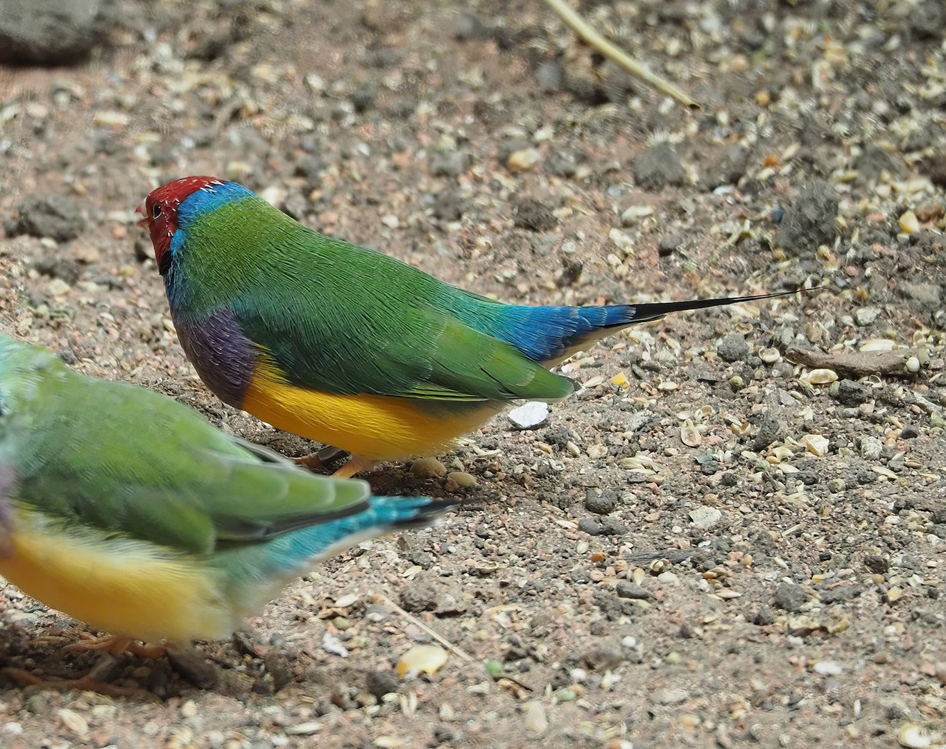 Gouldian finch (Chloebia gouldiae), 2022-09-04