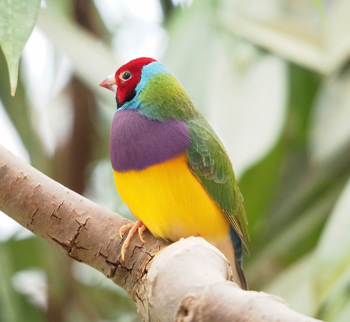 Gouldian finch (Chloebia gouldiae), 2023-04-08