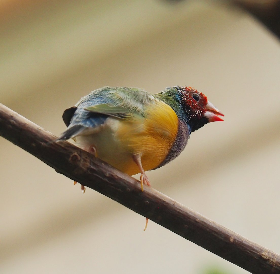 Gouldian finch (Chloebia gouldiae), 2023-07-02