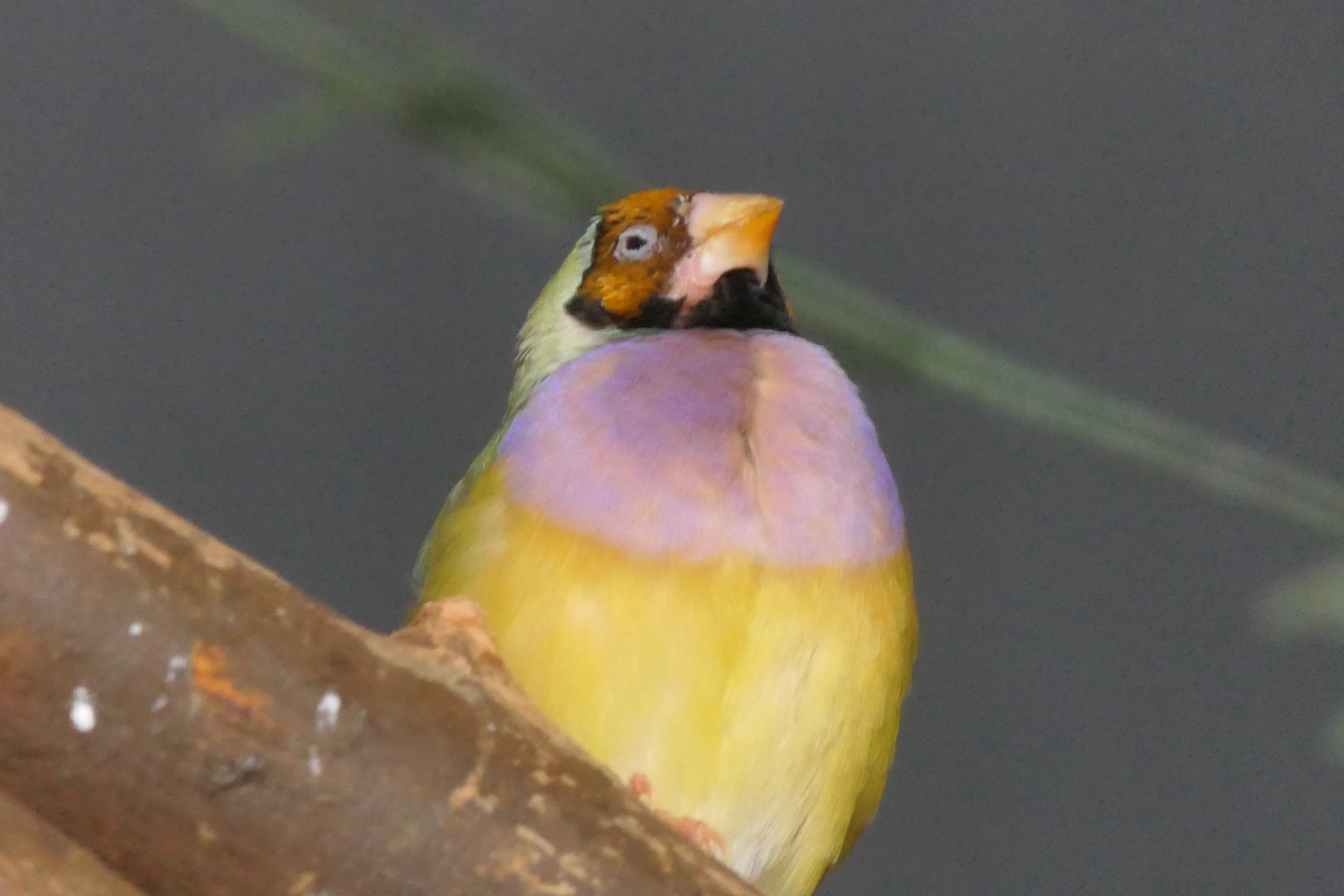 Gouldian Finch (Chloebia gouldiae) - Cairns Koalas and Creatures