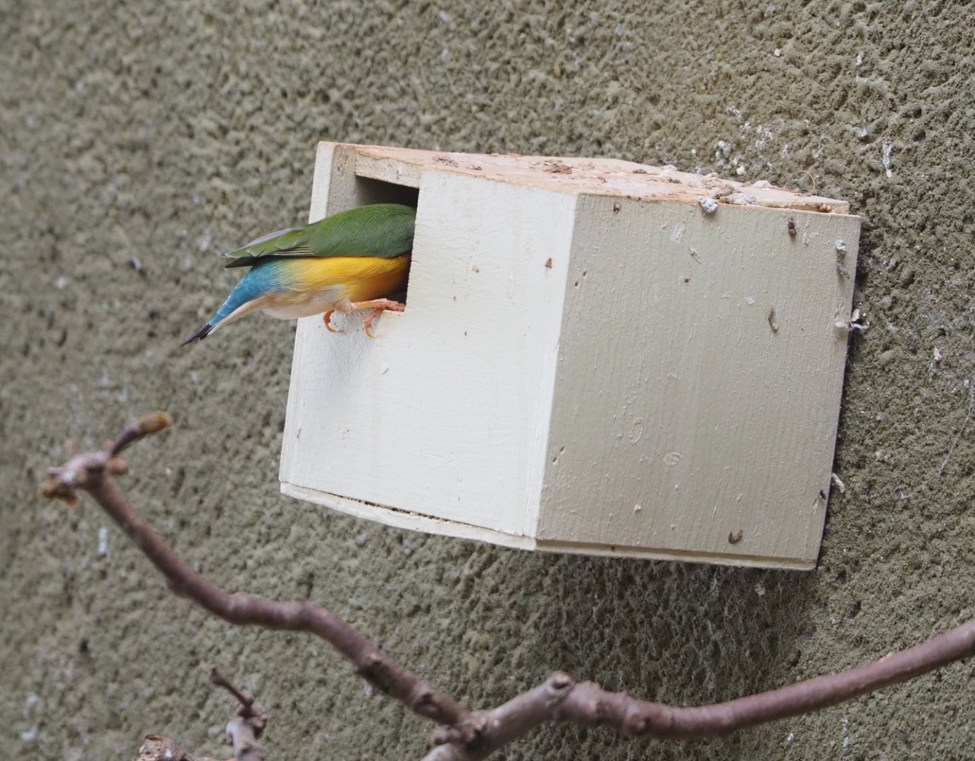 Gouldian finch (Chloebia gouldiae) entering nesting box, 2022-03-16